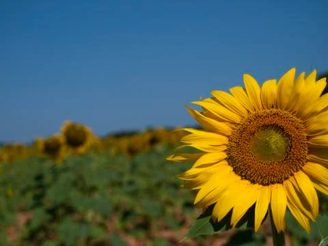 Sunflowers Stock Photos