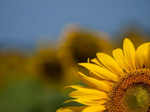 Sunflowers Stock Photos