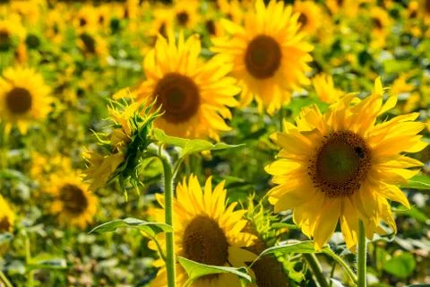 Sunflowers Stock Photos