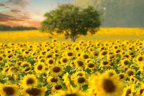 Sunflowers Stock Photos