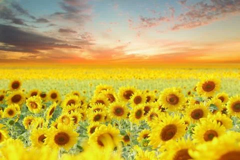 Sunflowers Stock Photos