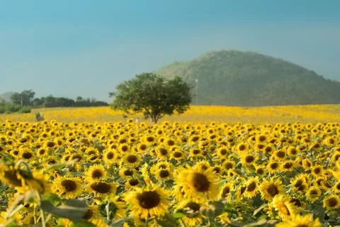 Sunflowers Stock Photos