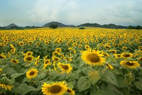 Sunflowers Stock Photos