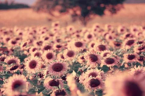 Sunflowers Stock Photos