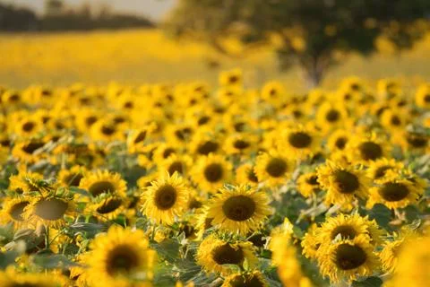 Sunflowers Stock Photos