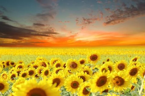 Sunflowers Foto stock