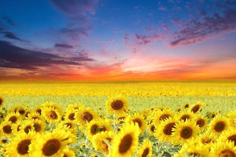 Sunflowers Stock Photos