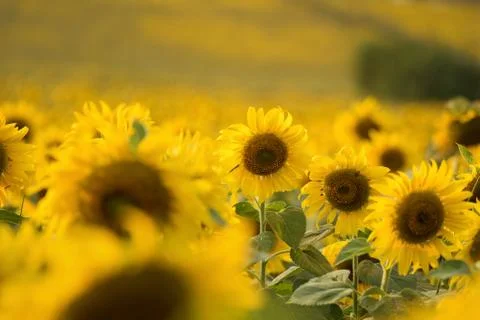 Sunflowers Stock Photos