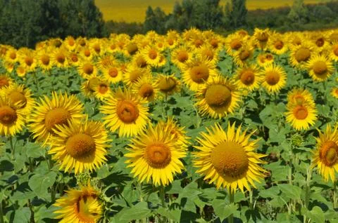 Sunflowers Stock Photos