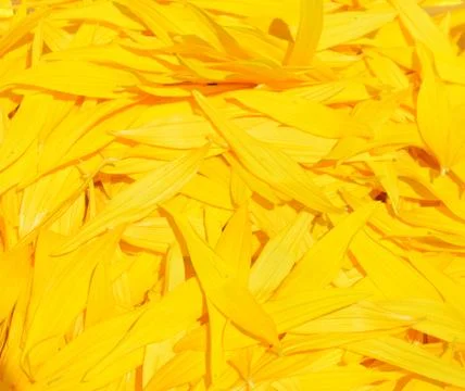 Sunflowers Stock Photos