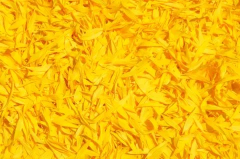 Sunflowers Stock Photos