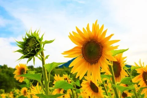 Sunflowers Foto stock