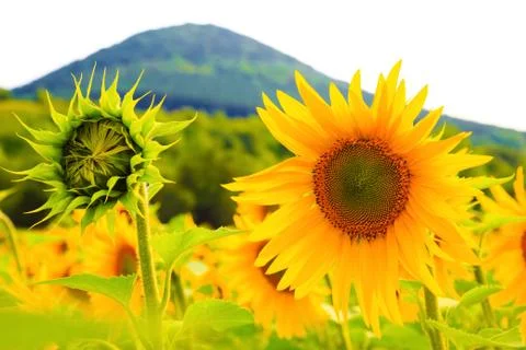 Sunflowers Foto stock