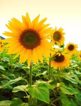 Sunflowers Foto stock