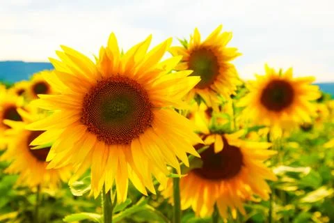 Sunflowers Stock Photos