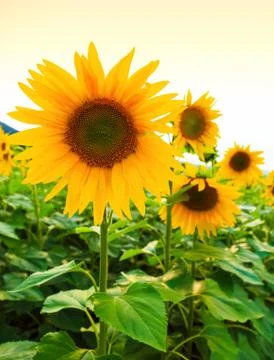 Sunflowers Stock Photos