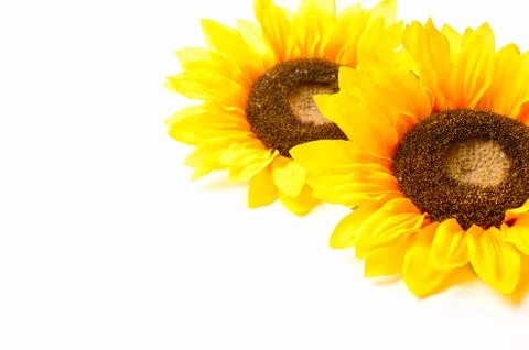 Sunflowers Stock Photos