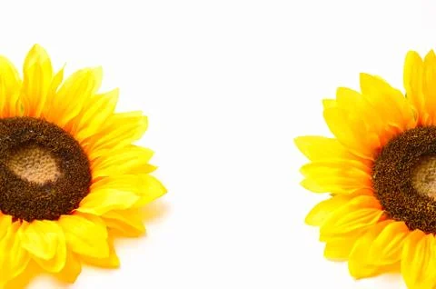 Sunflowers Stock Photos