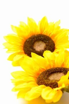 Sunflowers Stock Photos