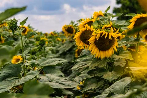 Sunflowers Stockfoto's