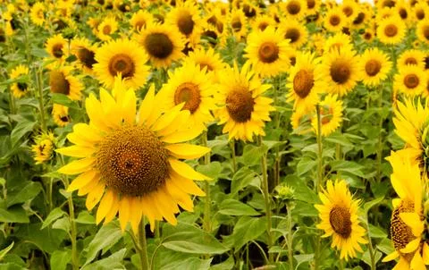 Sunflowers Stock Photos