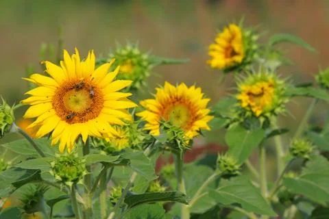 Sunflowers Foto stock