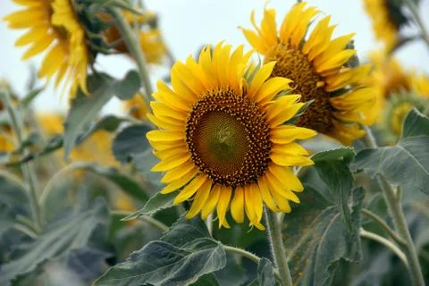 Sunflowers Foto stock