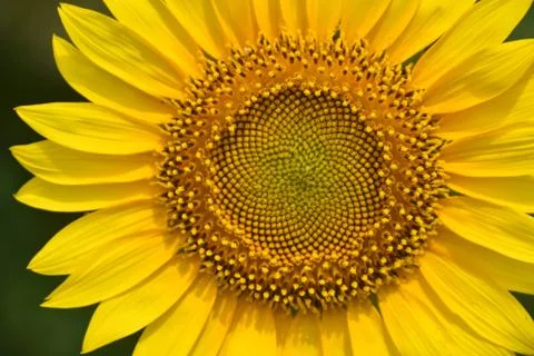 Sunflowers Stock-Fotos