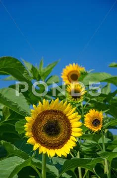 Sunflowers Stock Photos