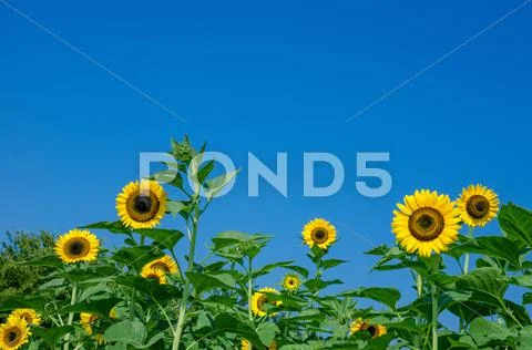 Sunflowers Stock Photos
