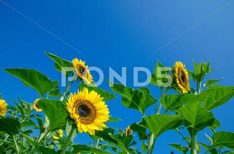 Sunflowers Stock Photos
