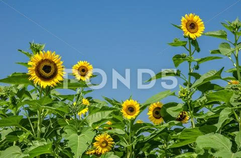 Sunflowers Stock Photos