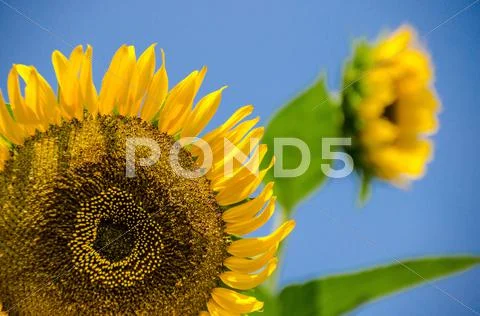 Sunflowers Stock Photos