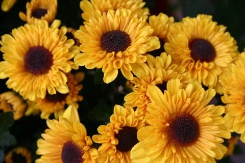 Sunflowers Stock Photos