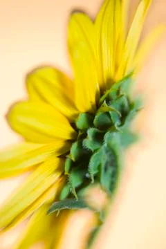 Sunflowers Stock Photos