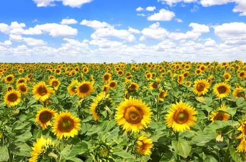 Sunflowers Stock Photos
