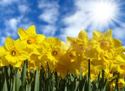 Sunflowers Stock Photos