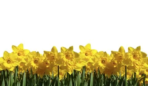 Sunflowers Stockfoto's