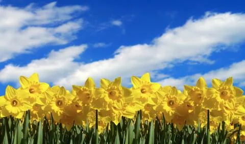 Sunflowers Stock Photos