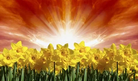 Sunflowers Stockfoto's