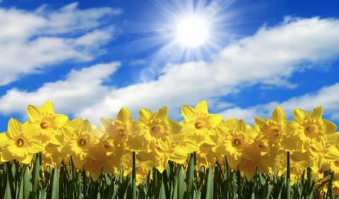 Sunflowers Stockfoto's