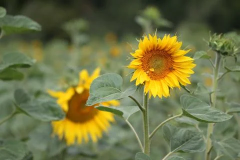Sunflowers Stock Photos