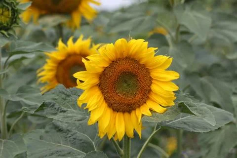Sunflowers Stock Photos