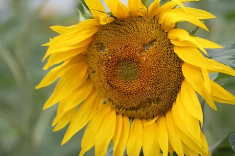 Sunflowers Stock Photos