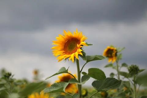 Sunflowers Stock Photos