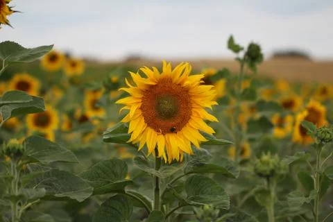 Sunflowers Foto stock