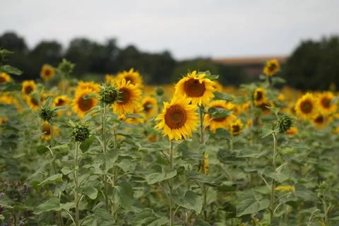 Sunflowers Stock Photos