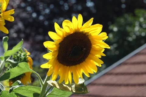 Sunflowers Stock Photos