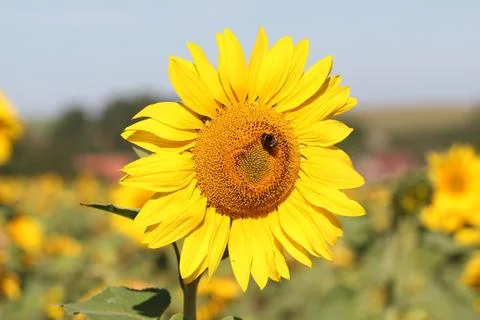 Sunflowers Foto stock