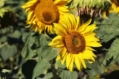 Sunflowers Stock Photos